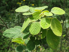 Pseudarthria hookeri