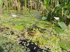 Pelophylax