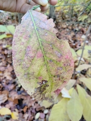 Euonymus atropurpureus