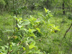 Lippia javanica
