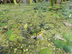 Pelophylax