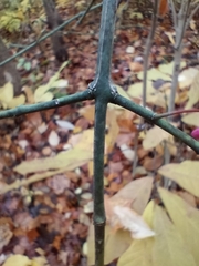 Euonymus atropurpureus