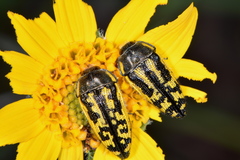 Acmaeodera amplicollis