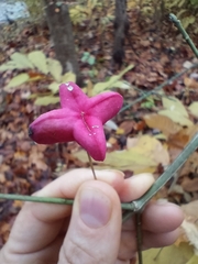 Euonymus atropurpureus