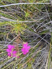 Stylidium scandens