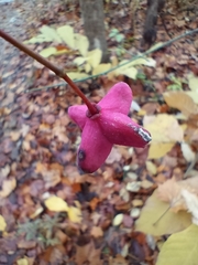Euonymus atropurpureus