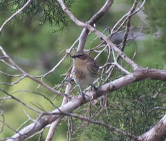 Setophaga coronata