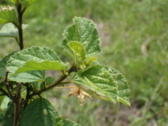 Hibiscus fuscus