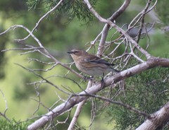 Setophaga coronata