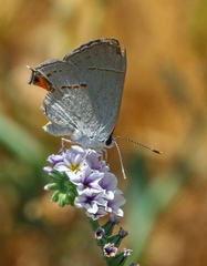 Strymon melinus