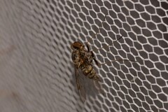 Chrysopilus