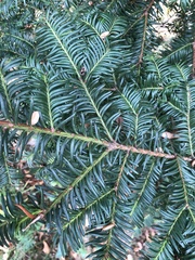 Taxus baccata