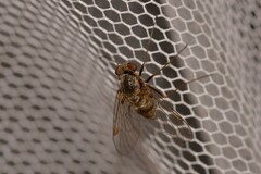Chrysopilus