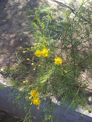 Senecio subulatus