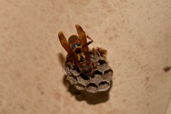 Polistes humilis