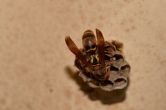 Polistes humilis