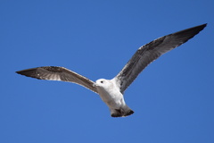 Larus michahellis