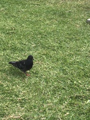 Columba livia domestica