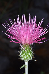 Cirsium ochrocentrum martinii