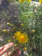Senecio subulatus