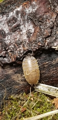 Porcellio laevis