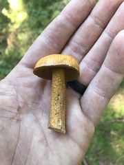 Suillus punctipes