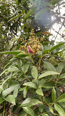 Millettieae
