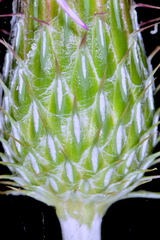Cirsium ochrocentrum martinii