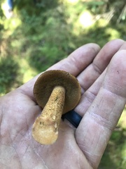 Suillus punctipes