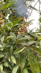 Millettieae