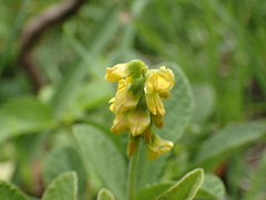 Eriosema parviflorum
