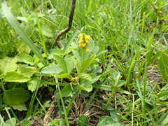 Eriosema parviflorum