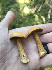 Suillus punctipes