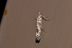 Yponomeuta pustulellus