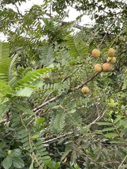 Phyllanthus emblica