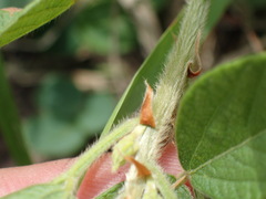 Eriosema parviflorum