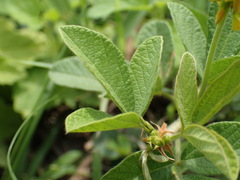Eriosema parviflorum