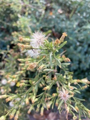 Dittrichia viscosa