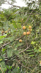 Phyllanthus emblica