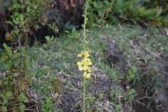 Verbascum virgatum