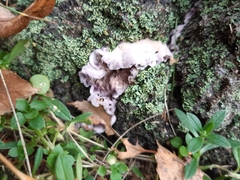 Chondrostereum purpureum