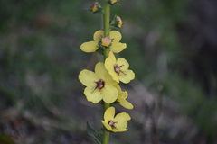 Verbascum virgatum