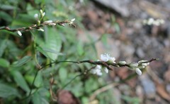 Persicaria jucunda