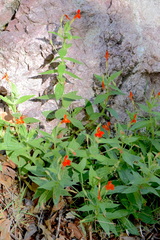 Erythranthe verbenacea