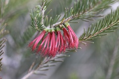 Melaleuca quadrifida