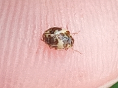 Psyllobora bicongregata