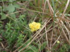 Helichrysum longifolium