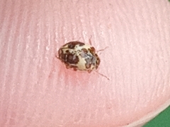 Psyllobora bicongregata