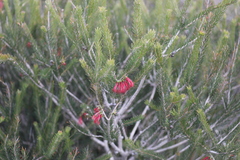 Melaleuca quadrifida