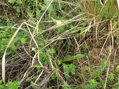 Helichrysum longifolium